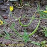 Hypecoum procumbens Habitus