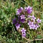 Gentianella campestrisFloro