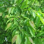 Carpinus caroliniana ഇല