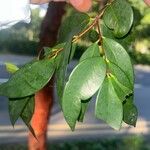 Syzygium zeylanicum Leaf
