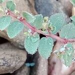 Euphorbia prostrata Floro