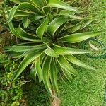 Agave demeesteriana Folla