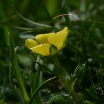 Potentilla brauneana Blomst