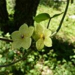 Matelea reticulata Fleur