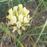 Oxytropis campestrisFlower