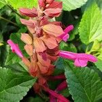 Salvia splendens Kvet