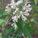 Buddleja auriculata Bloem