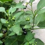 Solanum americanum Frukt