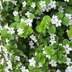 Bacopa repens Кветка