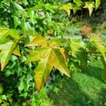 Acer buergerianum Blad