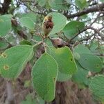 Cordia monoica Plod