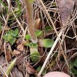 Saxifraga androsacea List