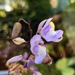 Utricularia humboldtii Flower