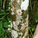 Pradosia ptychandra Bark