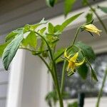 Solanum pimpinellifolium Λουλούδι