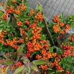 Pyracantha coccineaFlor