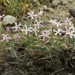 Phlox longifolia Hàbitat