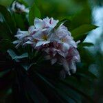 Plumeria rubra Kwiat