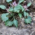 Physoplexis comosa 葉