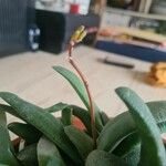 Gasteria glomerata Flor