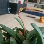 Gasteria glomerata 花