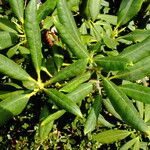 Rhododendron ponticum Leaf