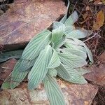 Phacelia hastata Folha