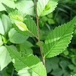 Ulmus pumila Leaf