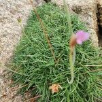 Armeria maritima Blatt