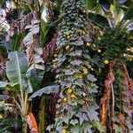 Luffa aegyptiaca Flower