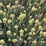 Helichrysum rupestre Flor