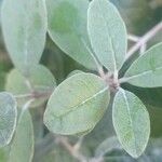 Feijoa sellowiana Leaf