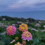 Lantana aculeata Flors