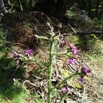 Cirsium palustre Virág