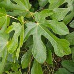 Ficus carica Leaf