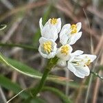 Allium canariense Flower