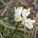 Allium canariense