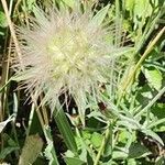 Pterocephalus plumosus Fruit