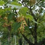 Acer pseudoplatanus Ovoce