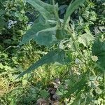 Atriplex sagittata Leaf