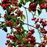 Malus baccata 果實