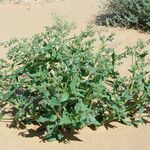 Trichodesma africanum Hábito