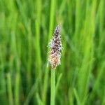 Eleocharis bonariensis Fleur