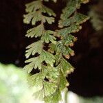 Hymenophyllum capillare Лист