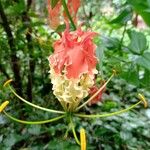 Gloriosa superbaFiore