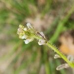 Neotorularia torulosa Λουλούδι