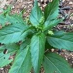 Mercurialis perennis Hoja