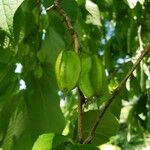 Halesia carolina Fruit
