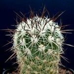 Stenocactus vaupelianus Ліст