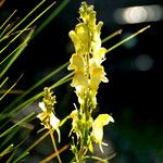 Linaria vulgaris Habitus